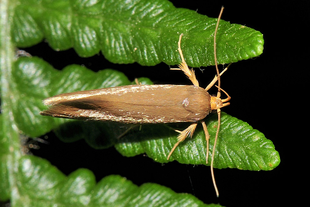 Oecophoridae?  S, Crassa unitella